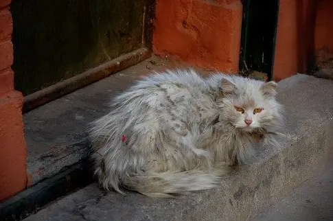 流浪猫看了看就再也不能忘不掉了|流浪吧的喵 只因为在草丛中多看了你眼 再也没能彻底忘记你的面容！(图1)