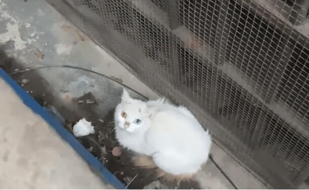 去营救被卡缝里的小猫 灵性猫妈最危险的时刻打听一下着 猫咪：请救救我的孩子(图1)