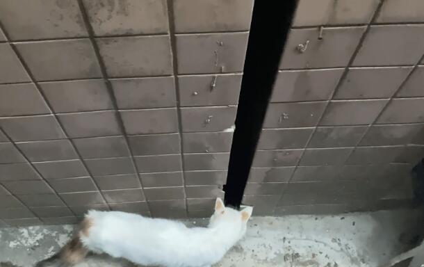 去营救被卡缝里的小猫 灵性猫妈最危险的时刻打听一下着 猫咪：请救救我的孩子(图2)