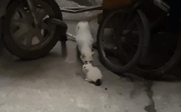 去营救被卡缝里的小猫 灵性猫妈最危险的时刻打听一下着 猫咪：请救救我的孩子(图3)