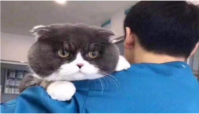 主人拽着猫咪去医院 而路人都笑晕 只因猫咪的长得太搞笑了(图1)