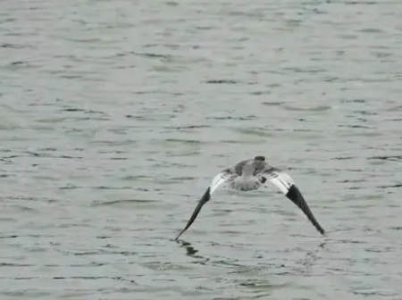 福州四城区数月前留下记录!“水中大熊猫”亲自出手晋安(图2)