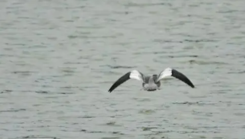 福州四城区数月前留下记录!“水中大熊猫”亲自出手晋安(图3)