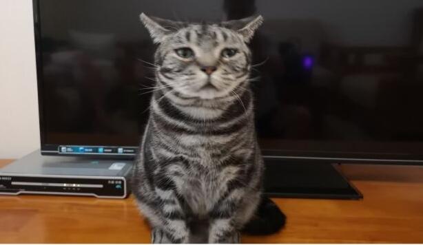 男人养猫是一种什么样的体验(图1)