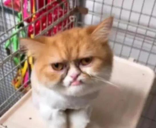 橘猫因长得“忧郁”而走红 网友像欠了几十万有钱还(图1)