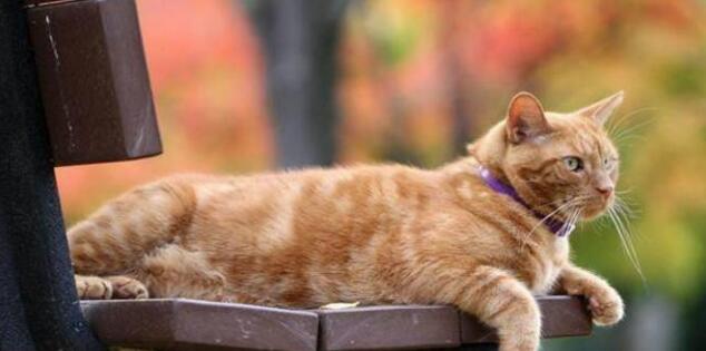 小猫咪被猫妈一只只叼到床上 主人暗有所以 看后哭笑不得(图1)