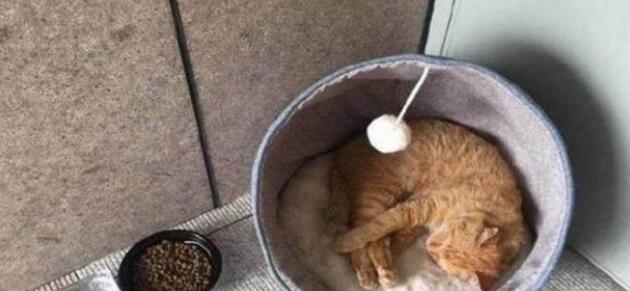 小猫咪被猫妈一只只叼到床上 主人暗有所以 看后哭笑不得(图3)