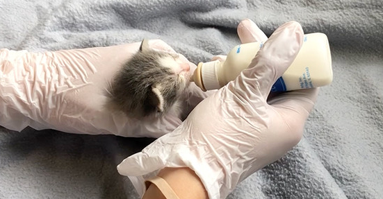 200只猫险遭虐杀猫死塞爆冰箱虐猫房间媒体曝光(图1)