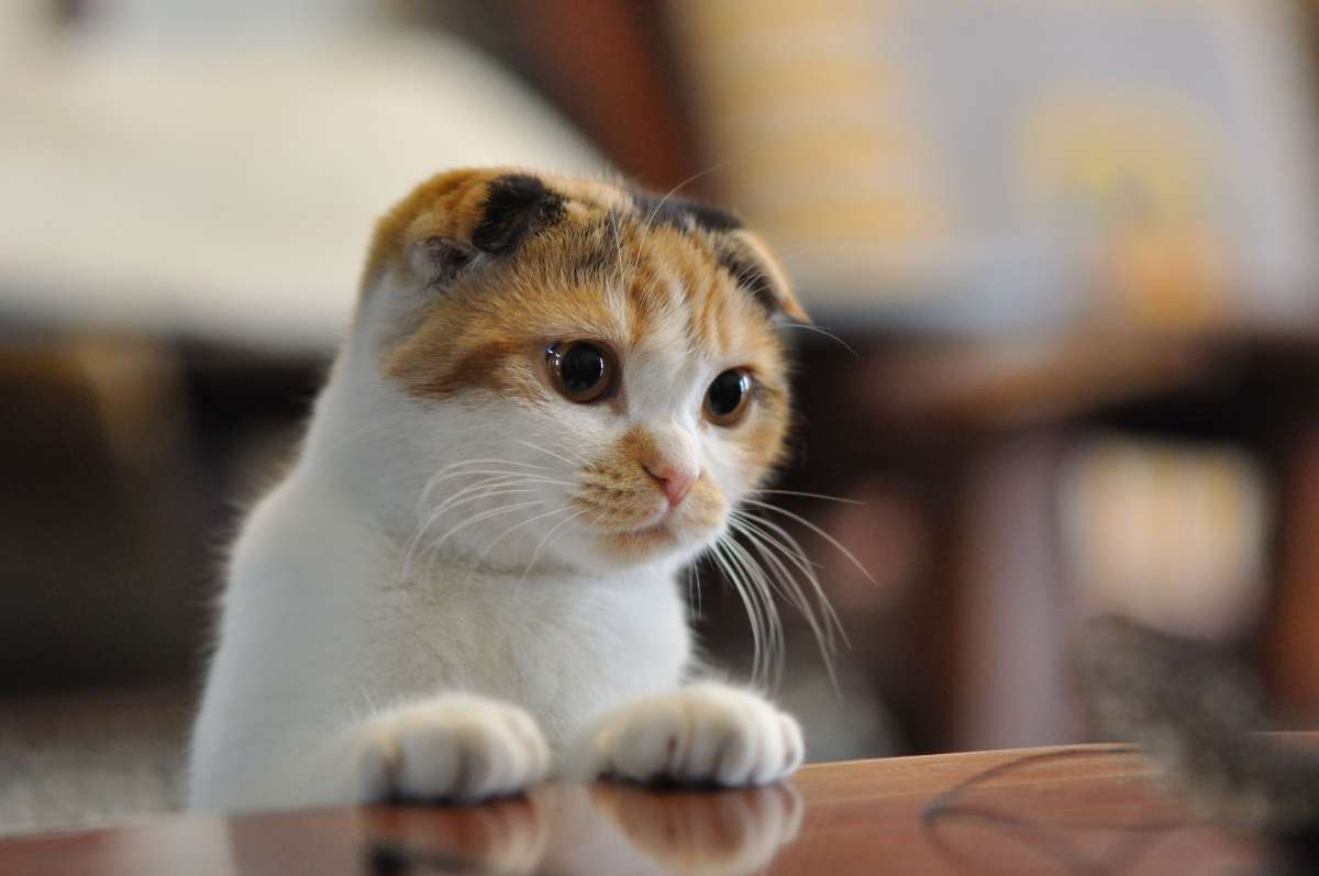 橘猫睡觉时 将脚搁在另一只猫身上 这场景有没盯着特别比较熟悉(图2)