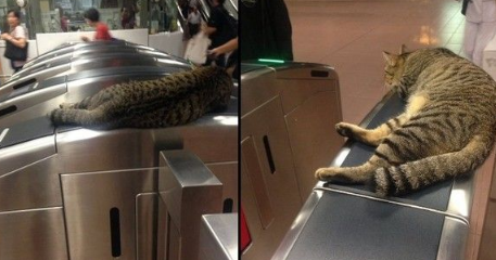 新加坡地铁猫站长霸气睡收票口(图1)