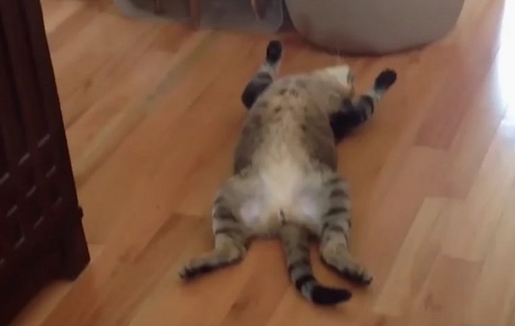 世界上最懒的猫咪看见球也要抓可猫咪就转身就(图1)