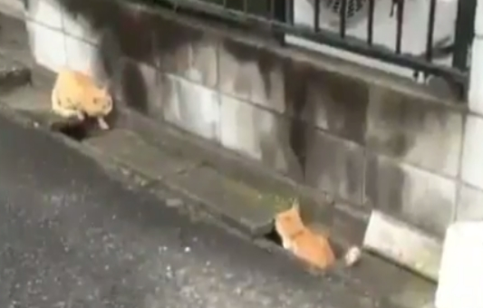 两橘猫隔着水沟玩游戏超挺有趣互动被3个半小时录下(图1)