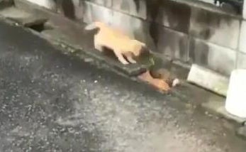 两橘猫隔着水沟玩游戏超挺有趣互动被3个半小时录下(图2)