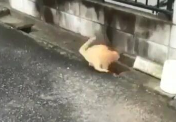 两橘猫隔着水沟玩游戏超挺有趣互动被3个半小时录下(图3)