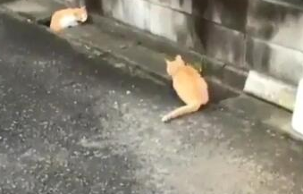 两橘猫隔着水沟玩游戏超挺有趣互动被3个半小时录下(图4)