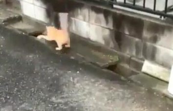 两橘猫隔着水沟玩游戏超挺有趣互动被3个半小时录下(图5)