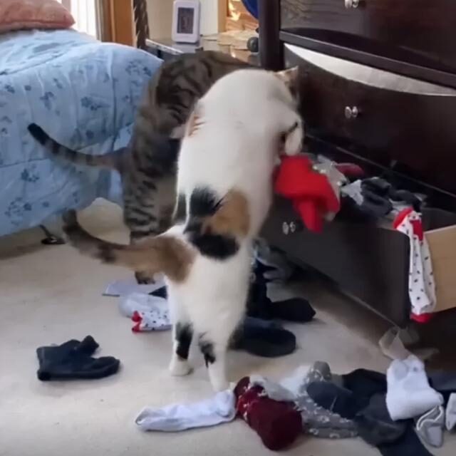 猫咪又看了看窗外秀肌肉 铲屎官：我怕和男朋友加站了起来都打当然了它(图2)