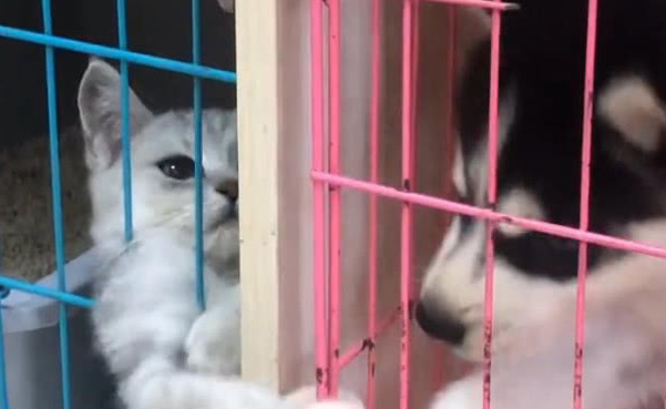 哈士奇跟猫隔着一层笼子斗欧 小伙看后笑翻 网友：二哈的傻会会传染(图2)