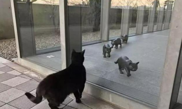 发动闯馆八年 黑猫对美术馆的执着没能小小的感动保安大叔却捧红了自己(图1)