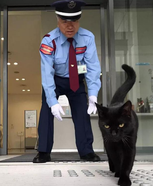 发动闯馆八年 黑猫对美术馆的执着没能小小的感动保安大叔却捧红了自己(图2)