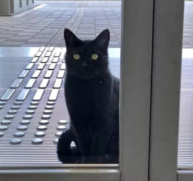 发动闯馆八年 黑猫对美术馆的执着没能小小的感动保安大叔却捧红了自己(图3)