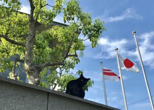 发动闯馆八年 黑猫对美术馆的执着没能小小的感动保安大叔却捧红了自己(图4)