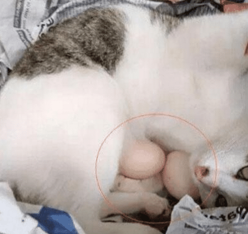 主人见猫待狗窝里肯出来 好奇拿开猫爪再一看 瞬间哭笑不得(图2)