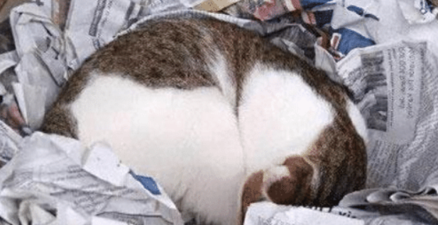 主人见猫待狗窝里肯出来 好奇拿开猫爪再一看 瞬间哭笑不得(图1)