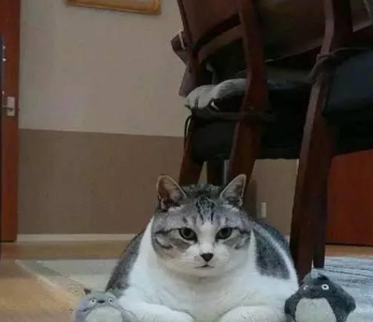 主人跟着肥猫练瑜伽,最终主人看了猫咪的第一个动作后就放弃你了(图1)