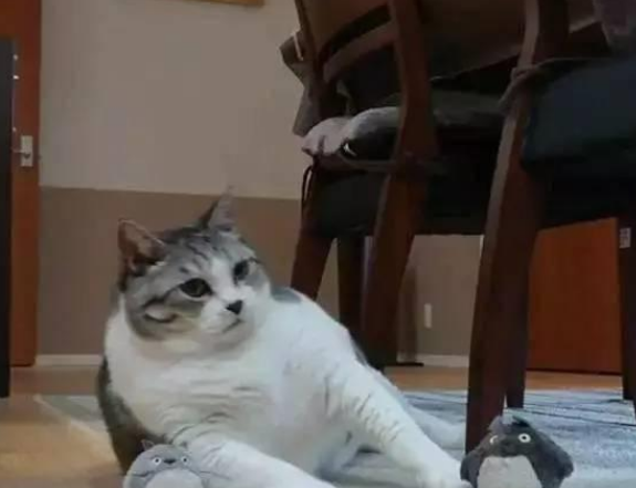 主人跟着肥猫练瑜伽,最终主人看了猫咪的第一个动作后就放弃你了(图2)