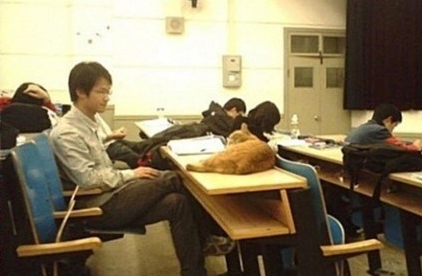 北大学猫与学子在一起上哲学课真够一仅有文化的猫(图2)