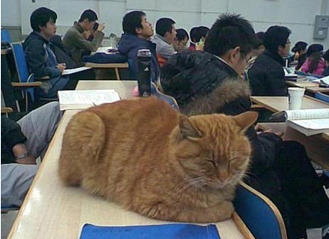 北大学猫与学子在一起上哲学课真够一仅有文化的猫(图1)