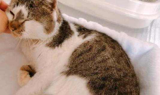 喂了只流浪猫 它瘸着腿找上门请 猫：我的脚好疼 能帮帮我吧吗？(图1)