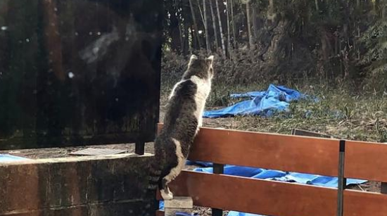 喂了只流浪猫 它瘸着腿找上门请 猫：我的脚好疼 能帮帮我吧吗？(图2)