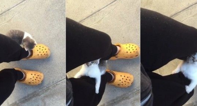 小猫半路追踪逼包养绕腿攀下求主人投诚(图2)