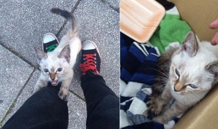 小猫半路追踪逼包养绕腿攀下求主人投诚(图1)