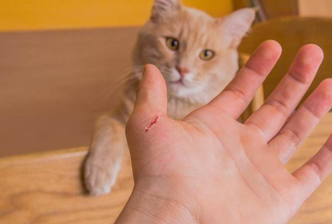 铲屎官们还能够娱快“吸猫”吗？(图1)