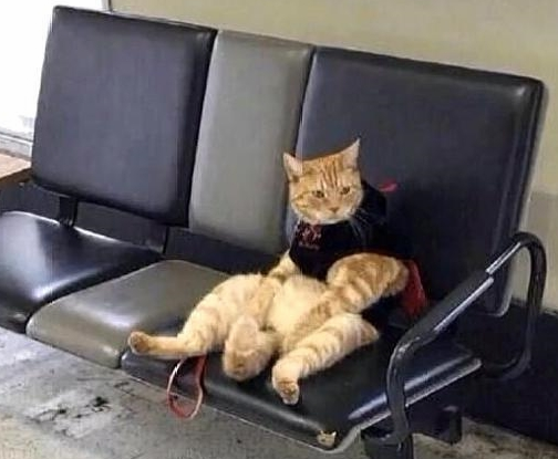 粗心大意主人把猫咪落在了车站 回来了找猫咪 见到它的样子笑喷了(图1)