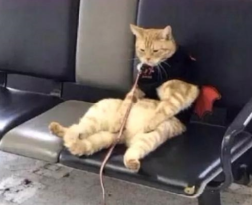 粗心大意主人把猫咪落在了车站 回来了找猫咪 见到它的样子笑喷了(图2)