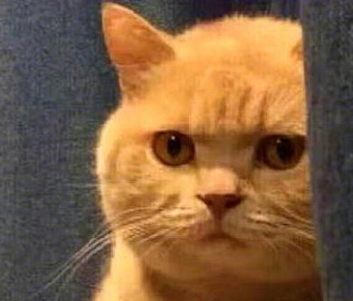 粗心大意主人把猫咪落在了车站 回来了找猫咪 见到它的样子笑喷了(图3)