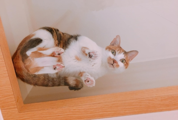 猫奴特制透明玻璃层板主子超爱却究竟嫩爪被勾引啦！(图1)