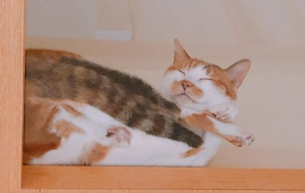 猫奴特制透明玻璃层板主子超爱却究竟嫩爪被勾引啦！(图2)