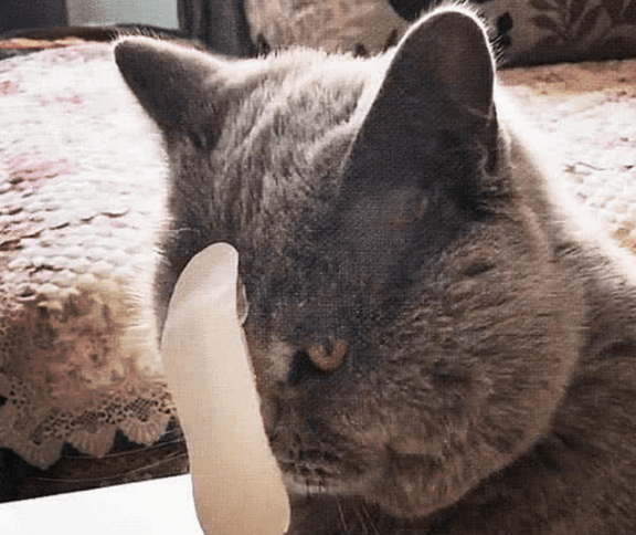 男主把创可贴粘在猫咪头上 正准备好讥讽它时 垂头这一看吓到了(图1)