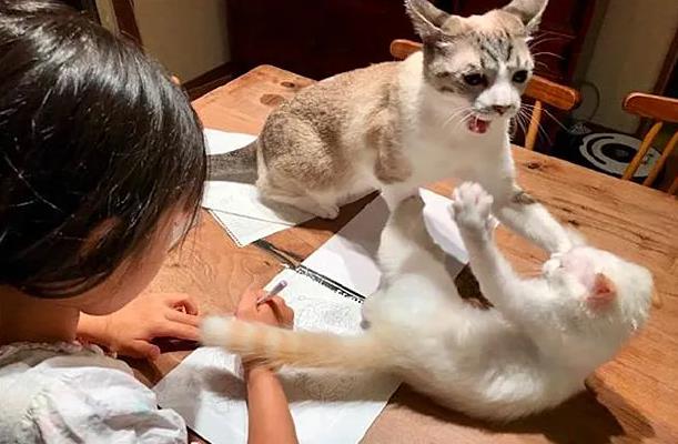 铲屎官让猫咪监督女儿画画啊 猫咪却正在去打架 女儿：对坐数来宝(图3)