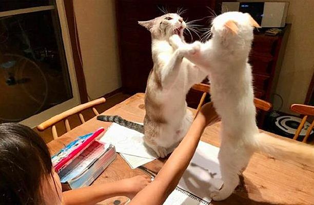 铲屎官让猫咪监督女儿画画啊 猫咪却正在去打架 女儿：对坐数来宝(图2)