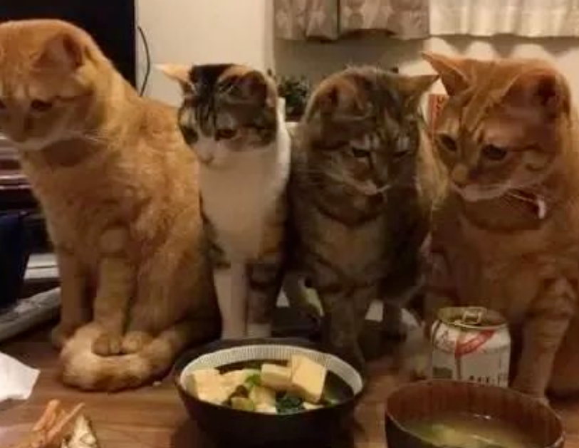 魏晨崩散了:养猫的人配不起强大强迫症!(图2)