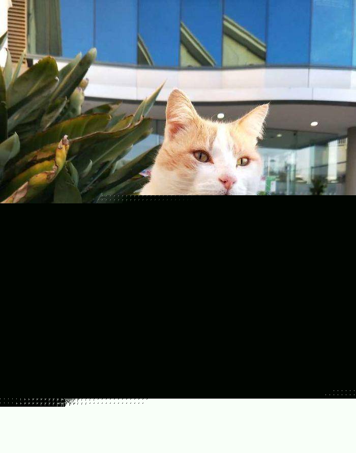 猫咪为了“应聘”医院安保员 坚持两个月365天无休来到在医院门口蹲点守候!(图4)