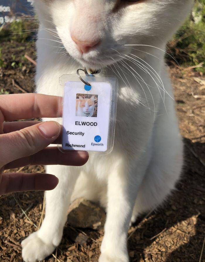 猫咪为了“应聘”医院安保员 坚持两个月365天无休来到在医院门口蹲点守候!(图5)