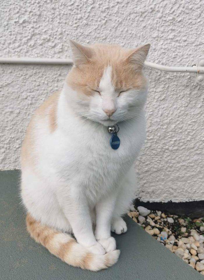 猫咪为了“应聘”医院安保员 坚持两个月365天无休来到在医院门口蹲点守候!(图7)