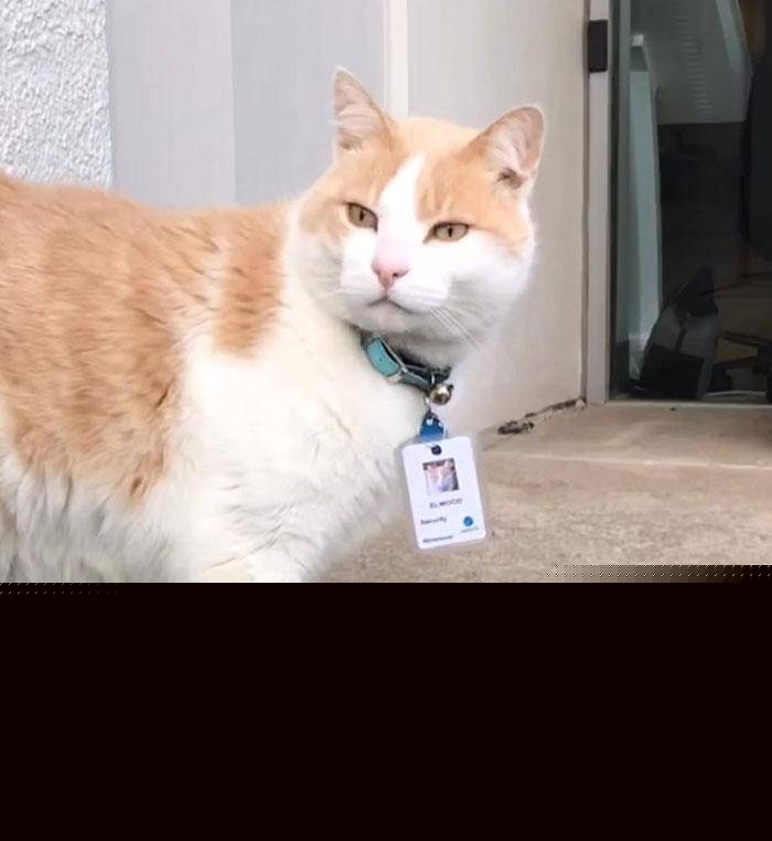 猫咪为了“应聘”医院安保员 坚持两个月365天无休来到在医院门口蹲点守候!(图8)